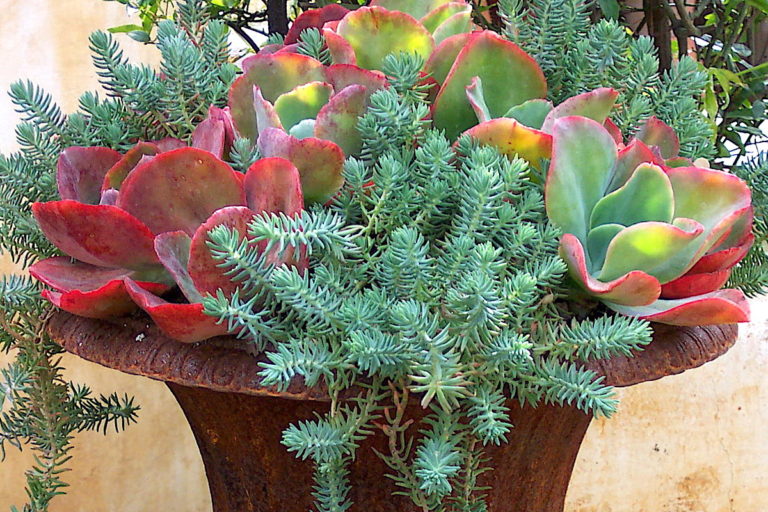Succulent Container Garden (c) Debra Lee Baldwin