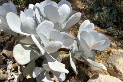 Succulent with silvery white leaves: Cotyledon orbiculata (c) Debra Lee Baldwin