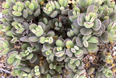 Fuzzy succulent with round fat leaves and red dots on tips: Cotyledon tomentosa