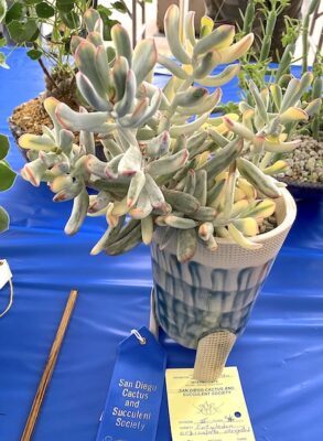 Cotyledon orbiculata, variegated at the San Diego Cactus & Succulent Society Show (c) Debra Lee Baldwin