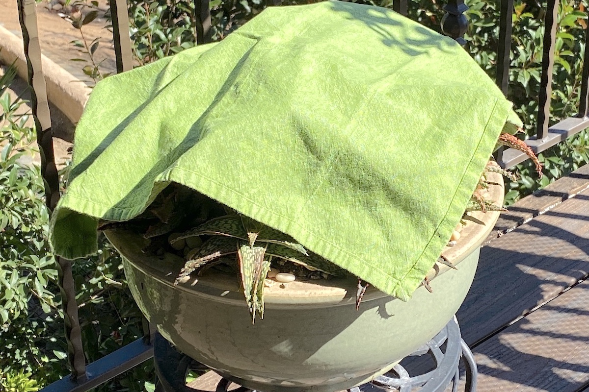 A dish cloth provides frost and searing sun protection for newly potted succulents (c) Debra Lee Baldwin 