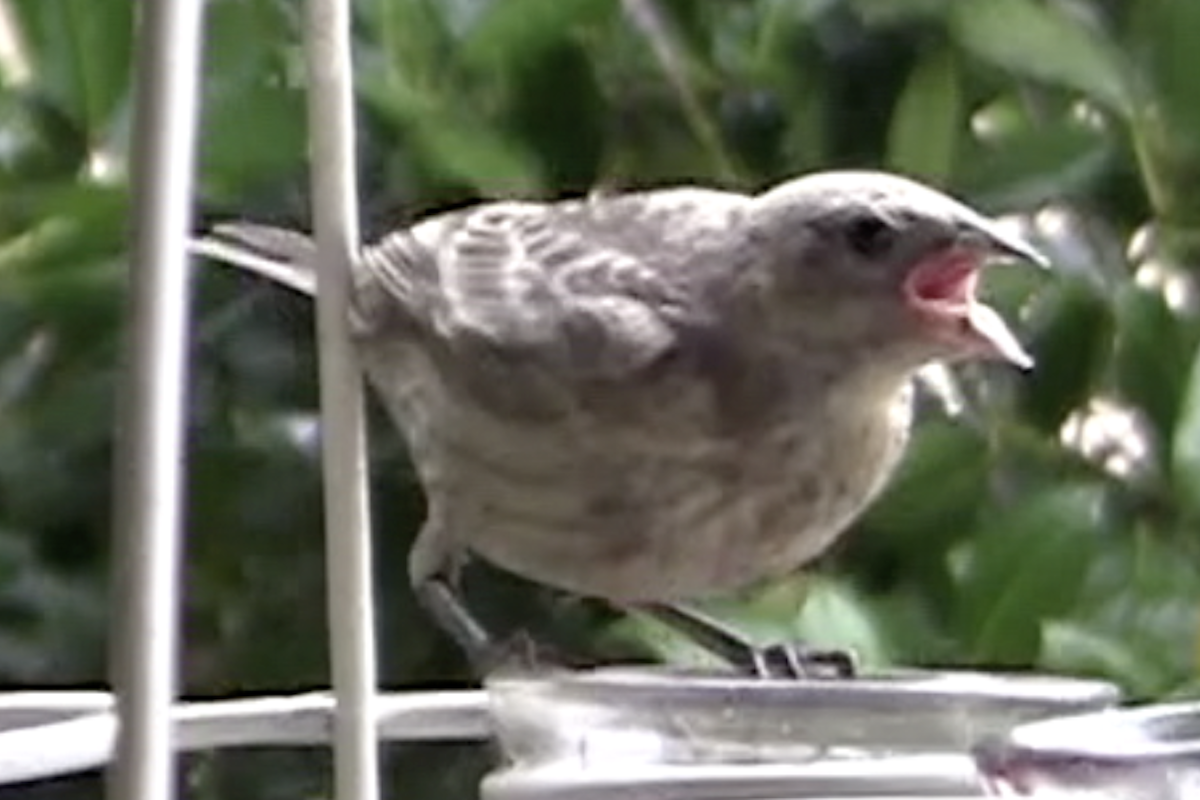 See Baby Birds (Fledglings) at Feeders - Debra Lee Baldwin