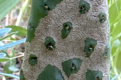 Crackling on cactus pad