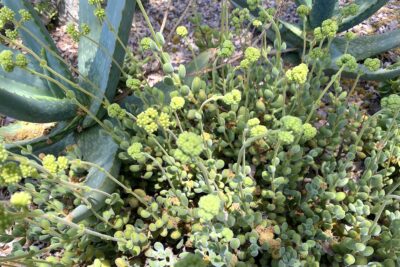 Crassula congesta, Aloe camperi 'Cornuta' (c) Debra Lee Baldwin