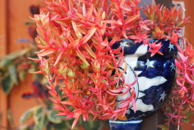 Crassula 'Campfire' is a succulent with bright orange-red leaves along long, trailing stems (c) Debra Lee Baldwin