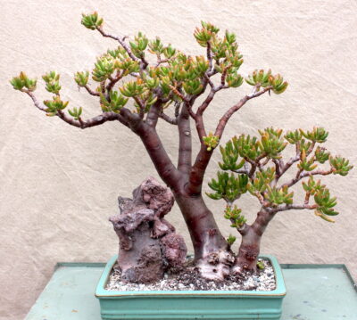 Succulent bonsai Crassula 'Gollum' (c) Debra Lee Baldwin