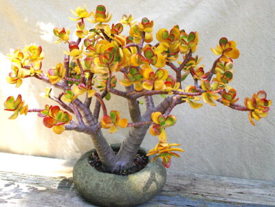 Succulent bonsai Crassula ovata 'Hummel's Sunset' (c) Debra Lee Baldwin