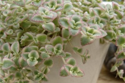 Pink and green succulent (c) Debra Lee Baldwin