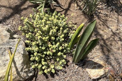 Crassula perforata (stacked crassula) and shark's fin dracaena (sansevieria) (c) Debra Lee Baldwin