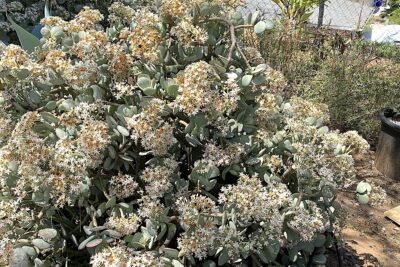 Succulent with oval gray leaves and white flower clusters Crassula arborescens
