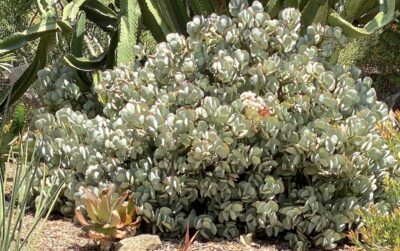 Crassula arborescens (silver dollar jade) (c) Debra Lee Baldwin