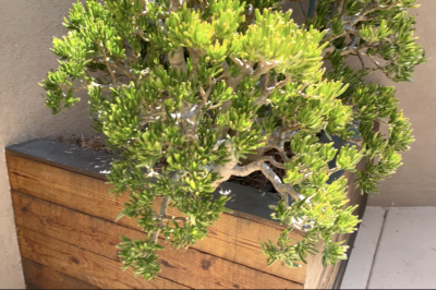 Gollum jade in wooden planter (c) Debra Lee Baldwin