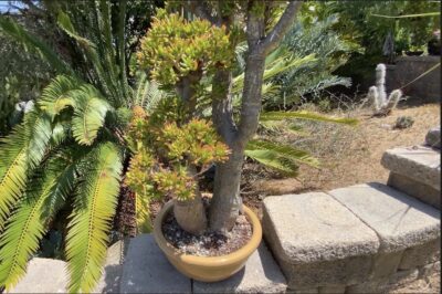 Bonsai 'Gollum' jade Crassula ovata
