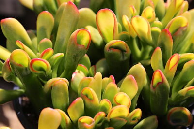 Leaves of Crassula ovata 'Hobbit' look like short green eels with red-rimmed open mouths (c) Debra Lee Baldwin