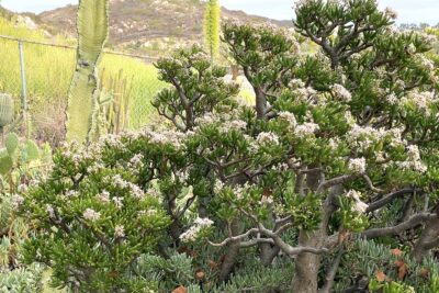 Jade plant (Crassula ovata) in bloom with tiny white star-shaped flowers (c) Debra Lee Baldwin