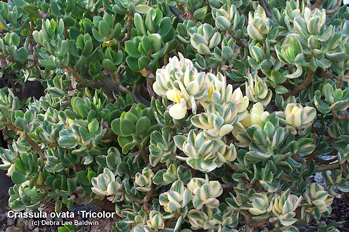 Crassula ovata 'Tricolor' Variegated jade (c) Debra Lee Baldwin
