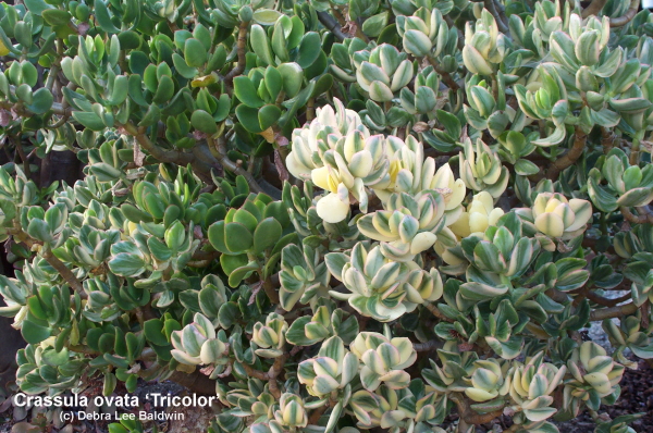 Crassula ovata 'Tricolor' (c) Debra Lee Baldwin