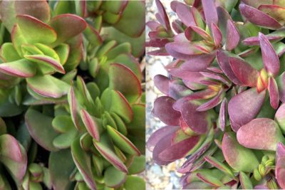 Crassula platyphylla before & after stressing (c) Debra Lee Baldwin