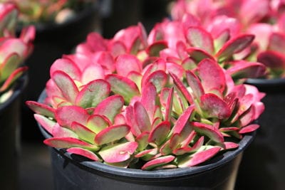 Pink succulent (c) Debra Lee Baldwin