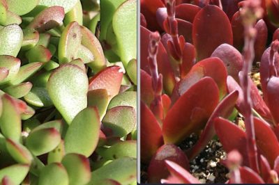 Crassula pubescens ssp radicans before & after stressing (c) Debra Lee Baldwin