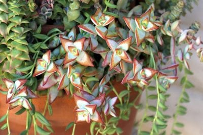 Star shaped succulent (c) Debra Lee Baldwin