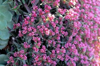 Pink flowering succulent (c) Debra Lee Baldwin