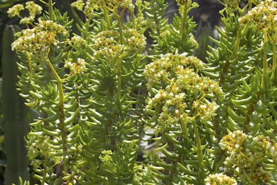 Mini pine tree succulent Crassula tetragona (c) Debra Lee Baldwin