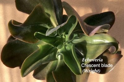 Dark green Echeveria 'Crescent Blade'