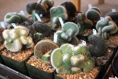 Crested grafted cacti (c) Debra Lee Baldwin