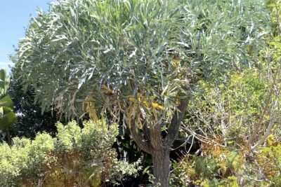 Dry climate succulent tree Cussonia paniculata