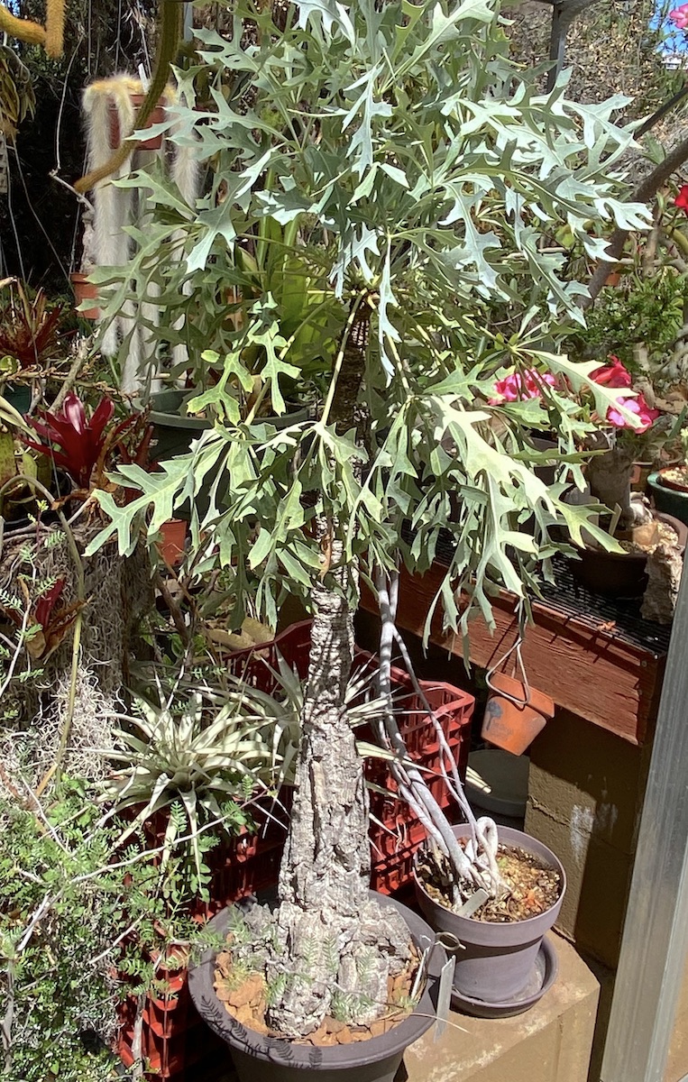 Tree with large silvery green feathery leaves, knobby trunk Cussonia paniculata (c) Debra Lee Baldwin