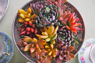 Floral style succulent arrangement, cuttings (c) Debra Lee Baldwin