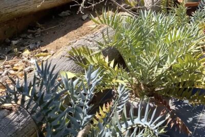 Cycad plant with sharp pointed fronds Encephalartos horridus