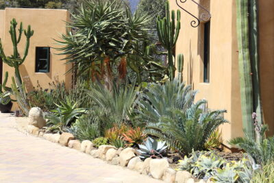 Cycads, aloes, agaves, cacti Succulent driveway (c) Debra Lee Baldwin
