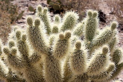 Cholla cactus (c) Debra Lee Baldwin 