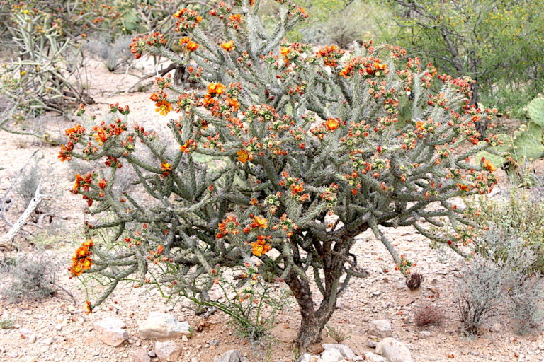 Cholla (Cylindropuntia) Cactus: Treacherous but Beautiful.