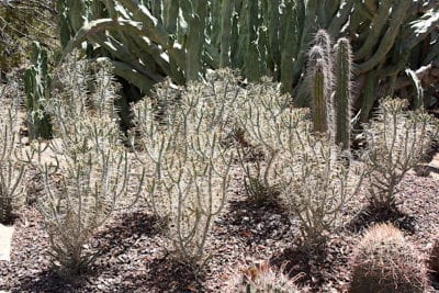 cholla cactus (c) Debra Lee Baldwin 