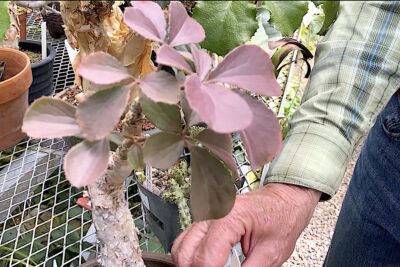 Fat trunked succulent tree with mauve pink purple leaves Cyphostemma betiforme