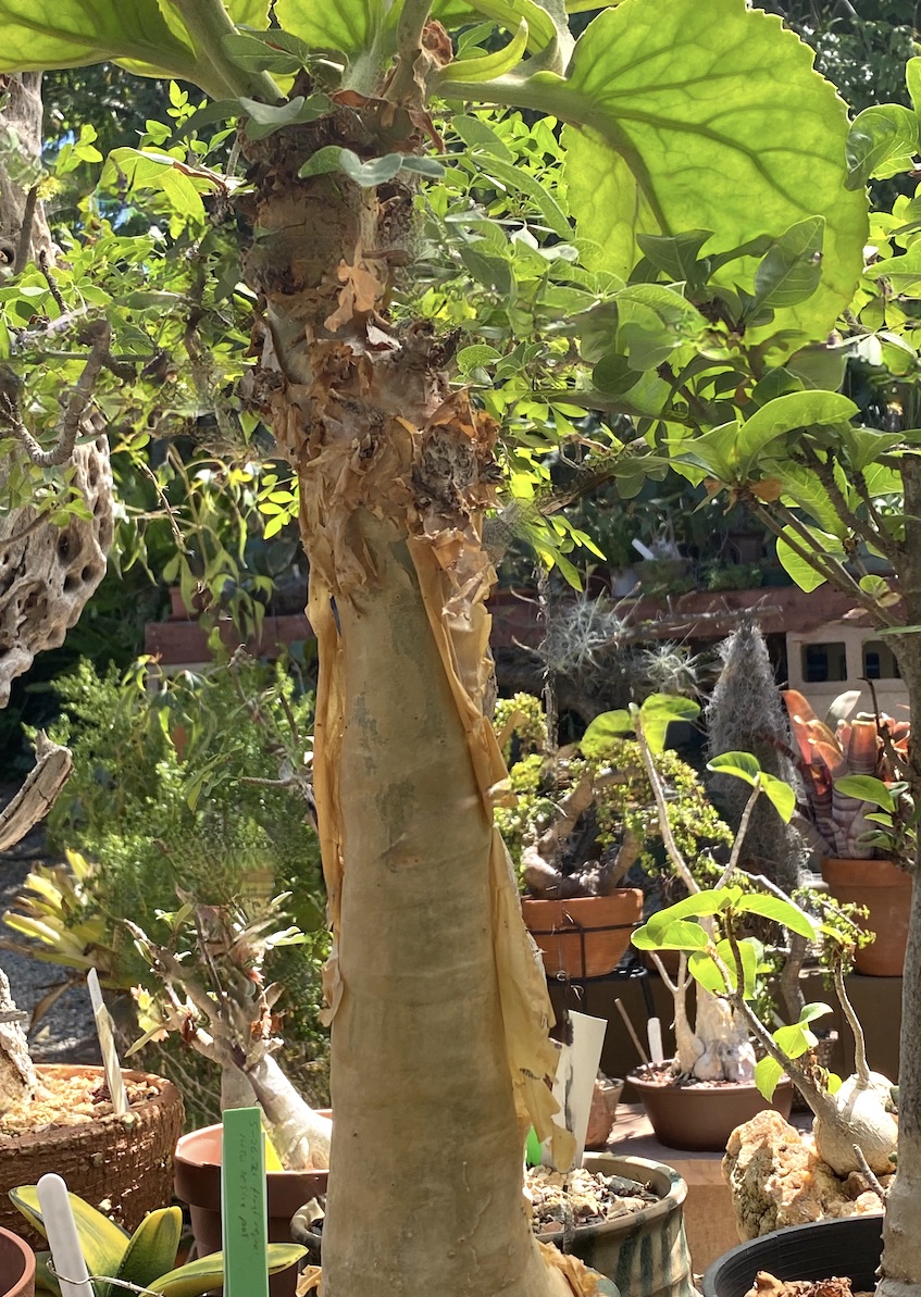 Succulent with greenish-yellow bark that peels in papery sheets Cyphostemma currorii (c) Debra Lee Baldwin