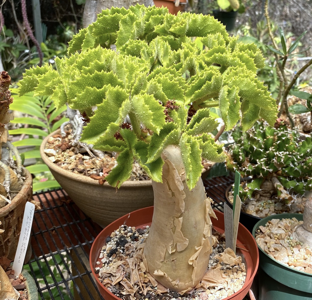 Succulent with bottle-shaped trunk and peeling, paper-like beige skin topped with clusters of bright green tapered leaves Cyphostemma uter (c) Debra Lee Baldwin