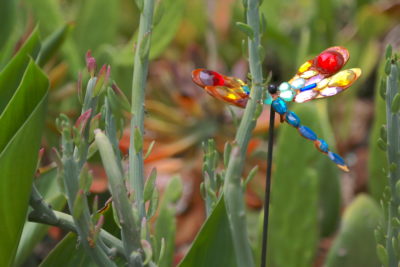 Rhinestone dragonfly by Debra Lee Baldwin, with Senecio anteuphorbium (c) Debra Lee Baldwin