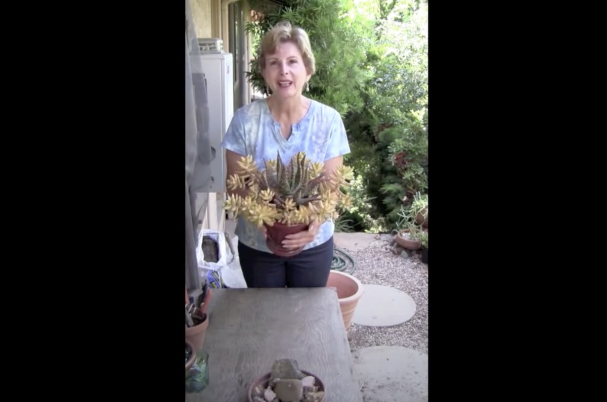 Video: How to Stress Succulents