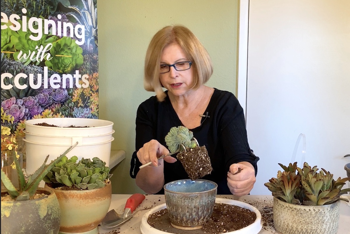 DLB planting a myrtillocactus