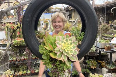 Tire planted with succulents (c) Debra Lee Baldwin