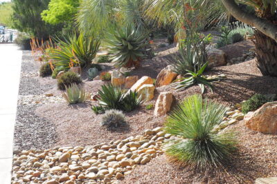 Dasylirion, agaves, boulders, cobbles Succulent driveway (c) Debra Lee Baldwin