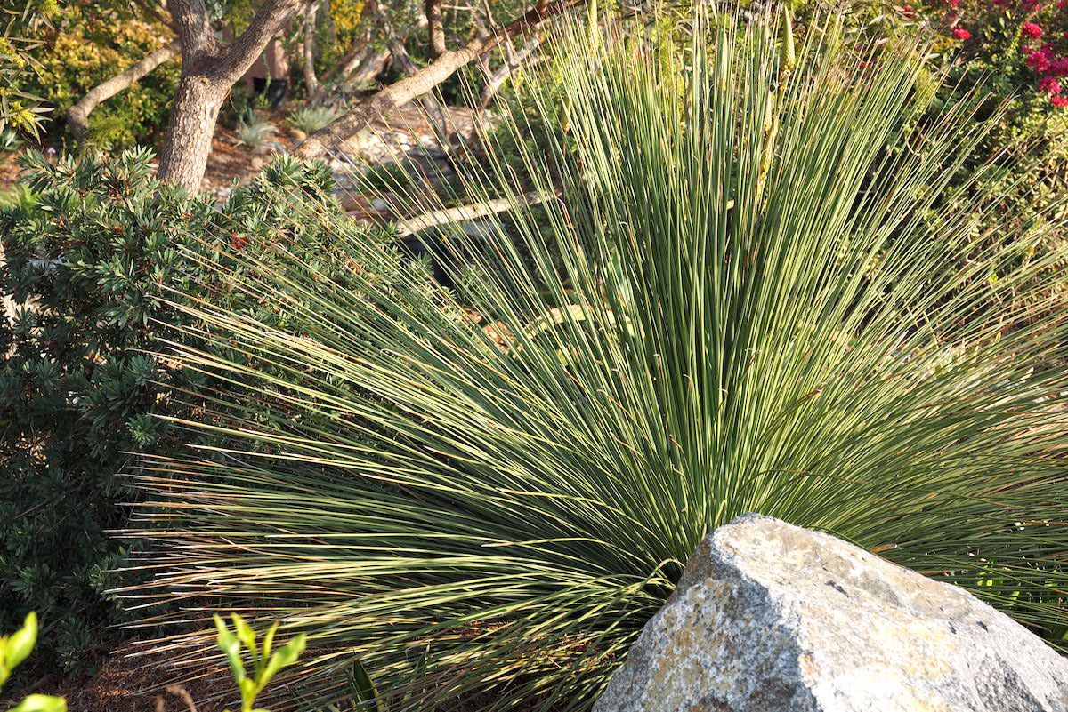Dasylirion longissimum (Mexican Grass Tree) (c) Debra Lee Baldwin 