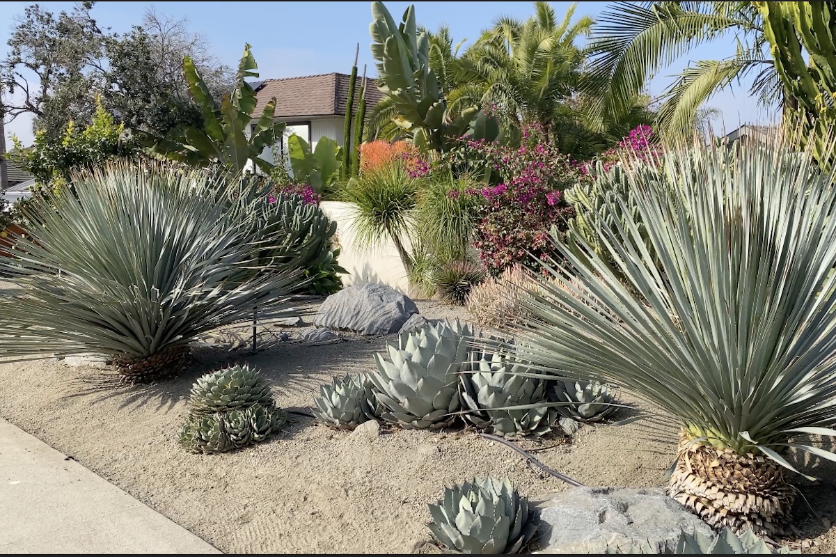 Dasylirion wheeleri in Waterwise landscape