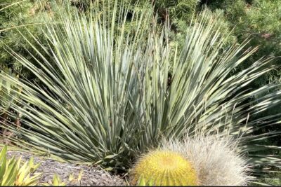 Desert spoon looks like a fountain in a garden (c) Debra Lee Baldwin