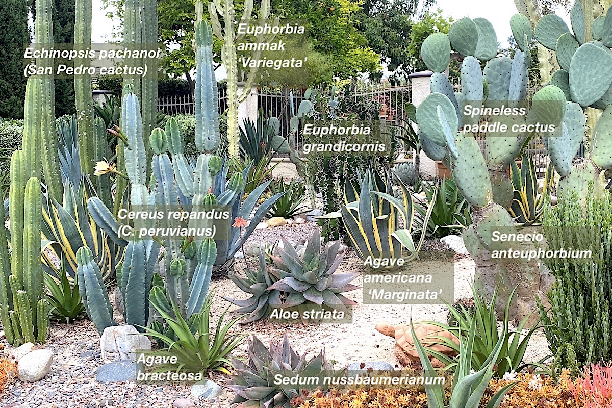 Cactus garden plant IDs (c) Debra Lee Baldwin 
