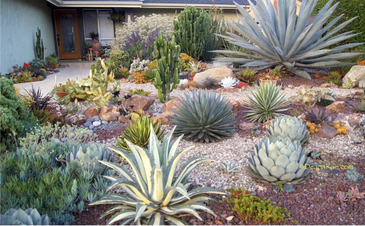 Beautiful succulent front yard